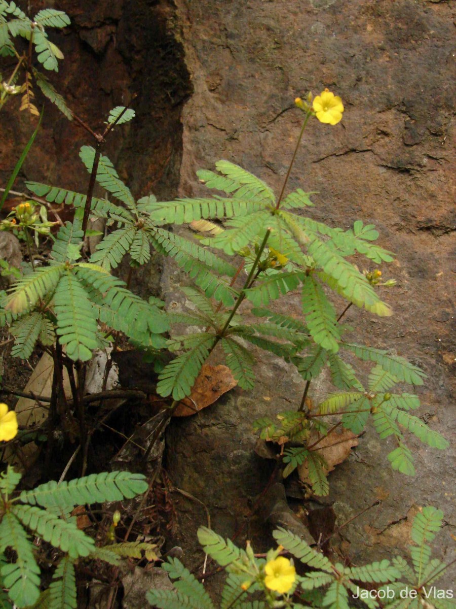 Biophytum intermedium Wight
